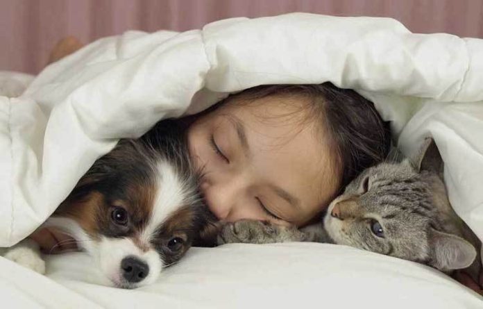 পোষা প্রাণীর সুরক্ষা পোষা প্রাণীর সুরক্ষা