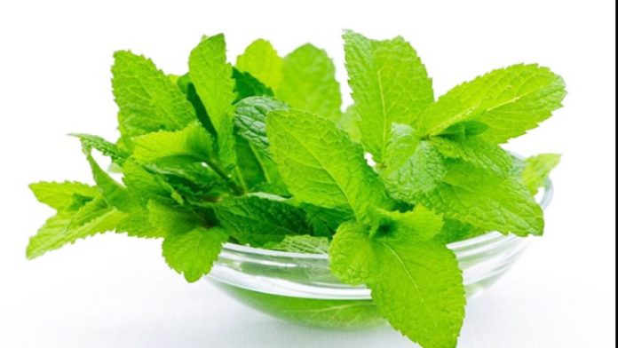 মানসিক চাপ কমাতে তুলসি পাতা তুলসি পাতা