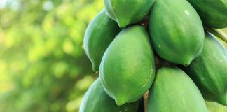 কাঁচা পেঁপের যত উপকারিতা কাঁচা পেঁপে