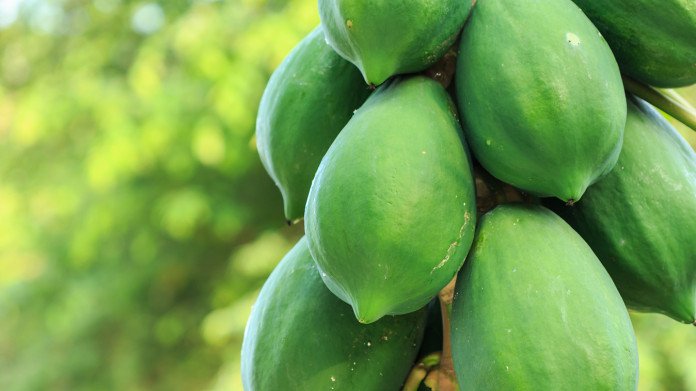 কাঁচা পেঁপের উপকারিতা কাঁচা পেঁপে