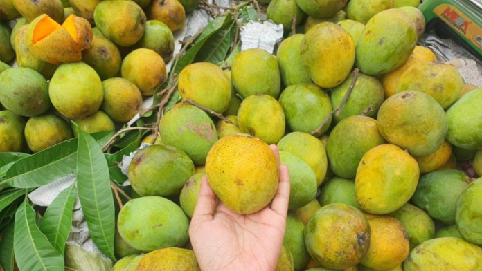 আম খেলে কি ওজন বাড়ে? আম