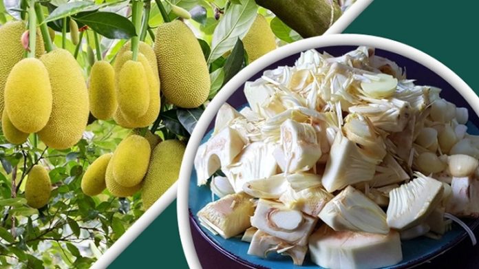 কাঁচা কাঁঠাল