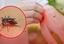 ডেঙ্গু পরিস্থিতি কেন এত ভয়াবহ হয়ে উঠেছে?