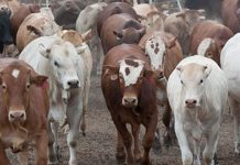 আমদানি হচ্ছে পশুর ক্ষুরা রোগের নিষিদ্ধ ভ্যাকসিন!