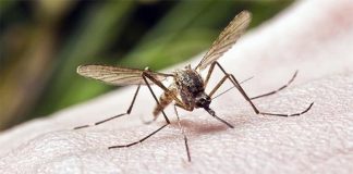 মশা তাড়াবে ৬ গাছ