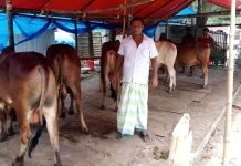 ক্ষুরা রোগে আক্রান্ত ঢাকাফেরত গরু