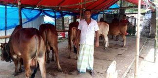 ক্ষুরা রোগে আক্রান্ত ঢাকাফেরত গরু