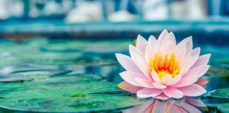 রোগ থেকে মুক্তি মিলবে ৯ ফুলে