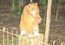 তিন দিন মানুষের হাসপাতাল ঘুরে…