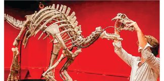 ১৫ কোটি বছরের কঙ্কাল নিলামে