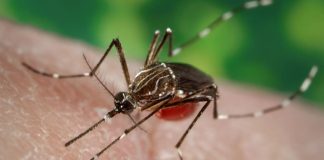 দ্রুত ডেঙ্গু সারাতে কার্যকরী একটি বিশেষ পানীয়