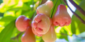 বহু জটিল রোগের সমাধান জামরুলে!