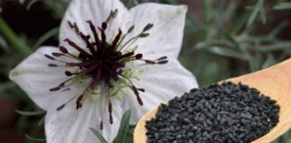 সব রোগের মহৌষধ কালোজিরা