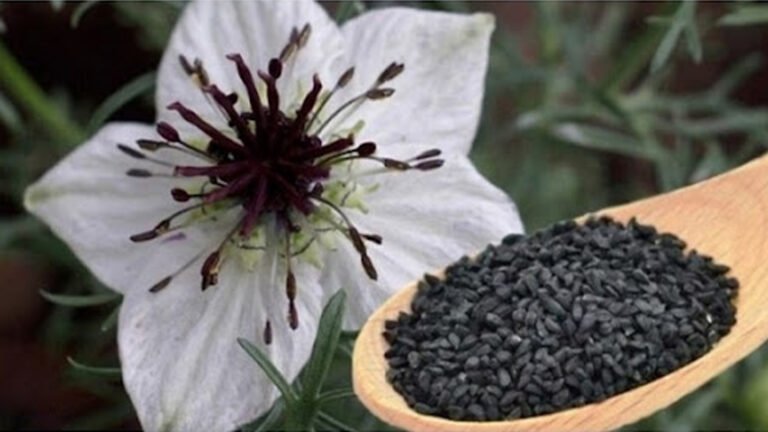 সব রোগের মহৌষধ কালোজিরা