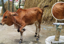 জামালপুরে গরুর লাম্পি স্কিন রোগ নিয়ে দুশ্চিন্তায় খামারিরা