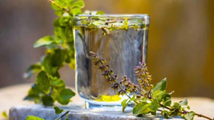 tulsi