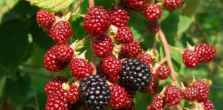 অবহেলিত তুঁত ফলের এত গুণ!