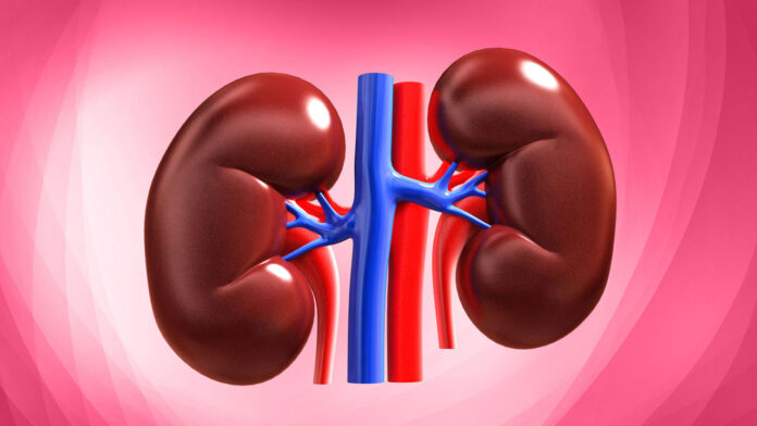 kidney