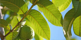 পেয়ারা পাতায় লুকিয়ে আছে যেসব ঔষধিগুণ