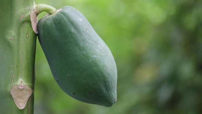 papaya