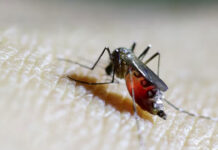 ১০ বছর আগের মতো করে ফিরছে চিকুনগুনিয়া, বিশ্ব স্বাস্থ্য সংস্থার সতর্কতা