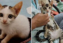 বিড়ালের আঁচড়ে কী হতে পারে জানেন?