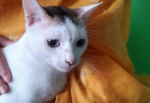 বিশ্ব বিড়াল দিবস: আপনার ছোট্ট সদস্যের যত্ন নিচ্ছেন তো?