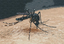 ডেঙ্গুতে আরো ৫ জনের মৃত্যু, হাসপাতালে ভর্তি ৩৮৭