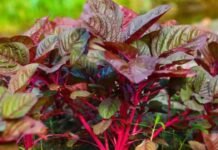 নারীর জন্য লালশাক খাওয়া যে কারণে জরুরি