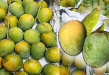 হিমসাগর-গোপালভোগ আম চিনবেন যেভাবে