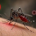 ডেঙ্গুতে মৃত্যু ৩০০ ছুঁইছুঁই
