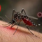 ডেঙ্গুতে ১০ জনের মৃত্যু, আক্রান্ত ১৯৯৬