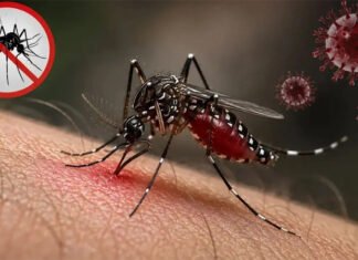ডেঙ্গুতে ১০ জনের মৃত্যু, আক্রান্ত ১৯৯৬